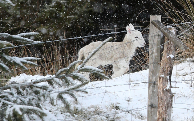Lamb in the snow